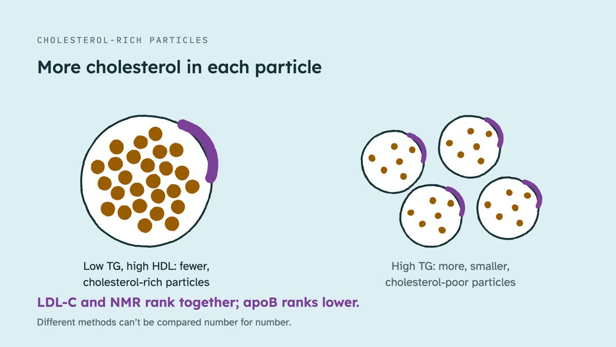 From the video: CHOLESTEROL-RICH PARTICLES, More cholesterol in each particle, Low TG, high HDL: fewer,, cholesterol-rich particles, High TG: more, smaller,, cholesterol-poor particles, LDL-C and NMR rank together; apoB ranks lower., Different methods can’t be compared number for number.