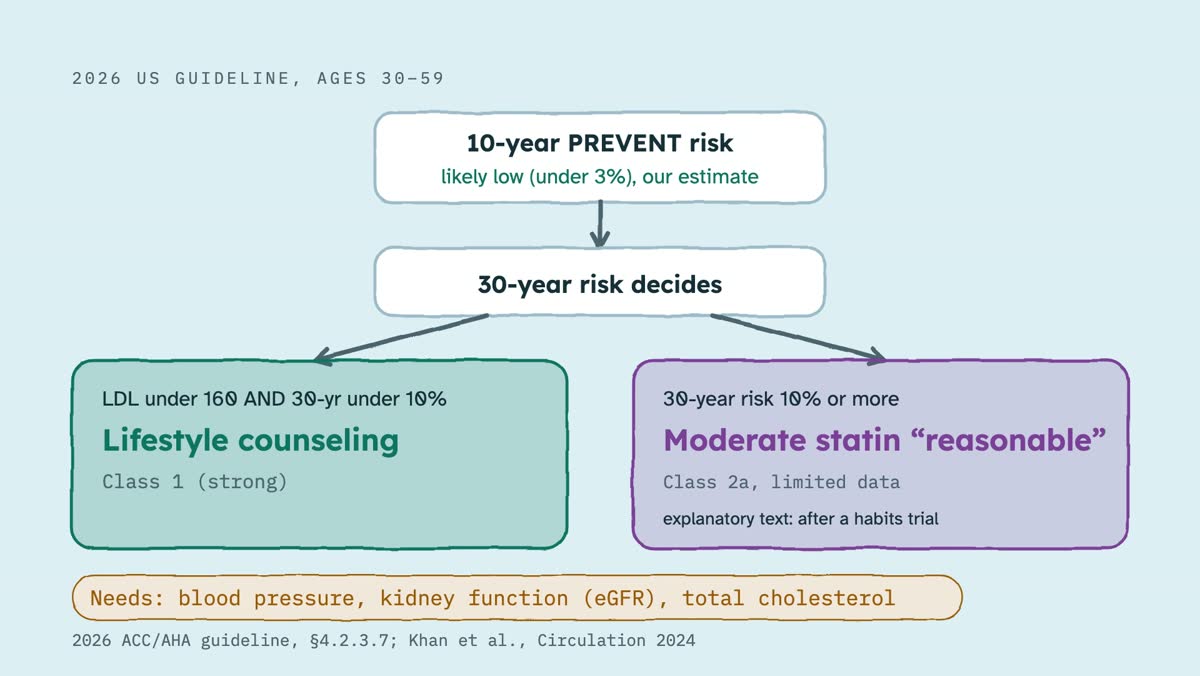 From the video: 2026 US GUIDELINE, AGES 30–59, 10-year PREVENT risk, likely low (under 3%), our estimate, 30-year risk decides, LDL under 160 AND 30-yr under 10%, Lifestyle counseling, Class 1 (strong), 30-year risk 10% or more, Moderate statin “reasonable”, Class 2a, limited data, explanatory text: after a habits tria