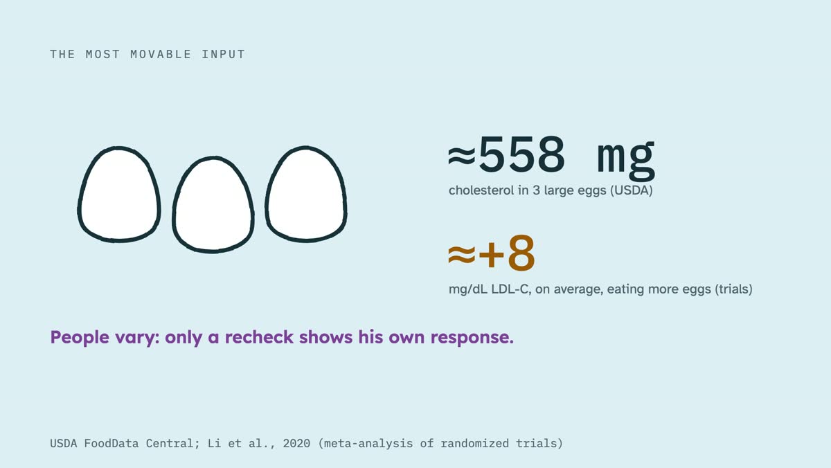 From the video: THE MOST MOVABLE INPUT, ≈558 mg, cholesterol in 3 large eggs (USDA), ≈+8, mg/dL LDL-C, on average, eating more eggs (trials), People vary: only a recheck shows his own response., USDA FoodData Central; Li et al., 2020 (meta-analysis of randomized trials)