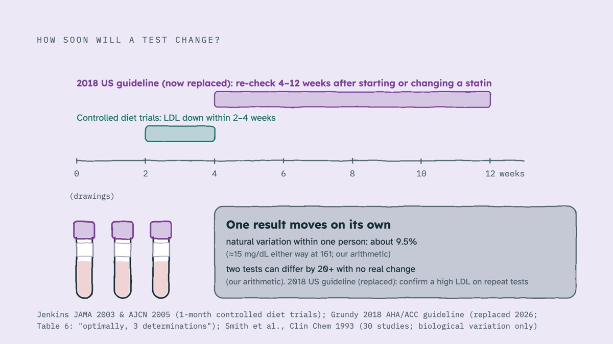 From the video: HOW SOON WILL A TEST CHANGE?, 0, 2, 4, 6, 8, 10, 12, weeks, Controlled diet trials: LDL down within 2–4 weeks, 2018 US guideline (now replaced): re-check 4–12 weeks after starting or changing a statin, One result moves on its own, natural variation within one person: about 9.5%, (≈15 mg/dL either way at