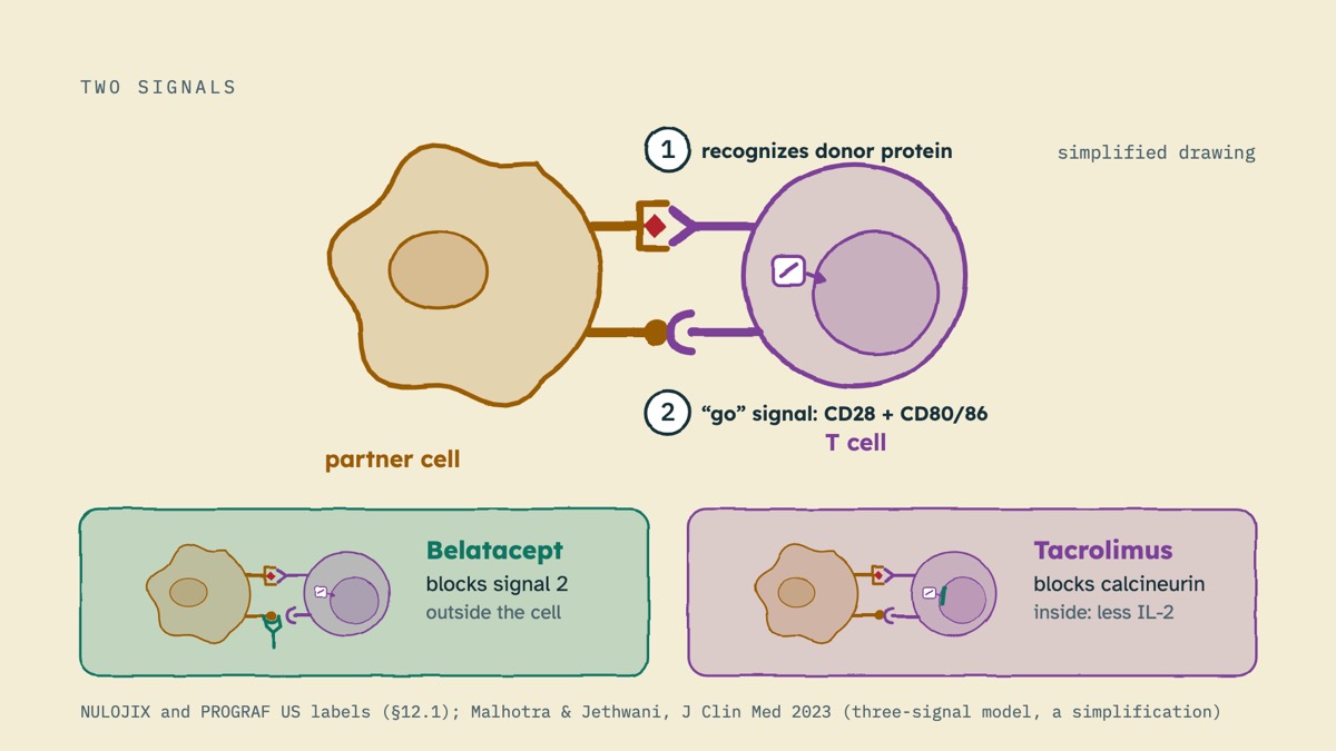 From the video: TWO SIGNALS, partner cell, T cell, 1, recognizes donor protein, 2, “go” signal: CD28 + CD80/86, Belatacept, blocks signal 2, outside the cell, Tacrolimus, blocks calcineurin, inside: less IL-2, simplified drawing