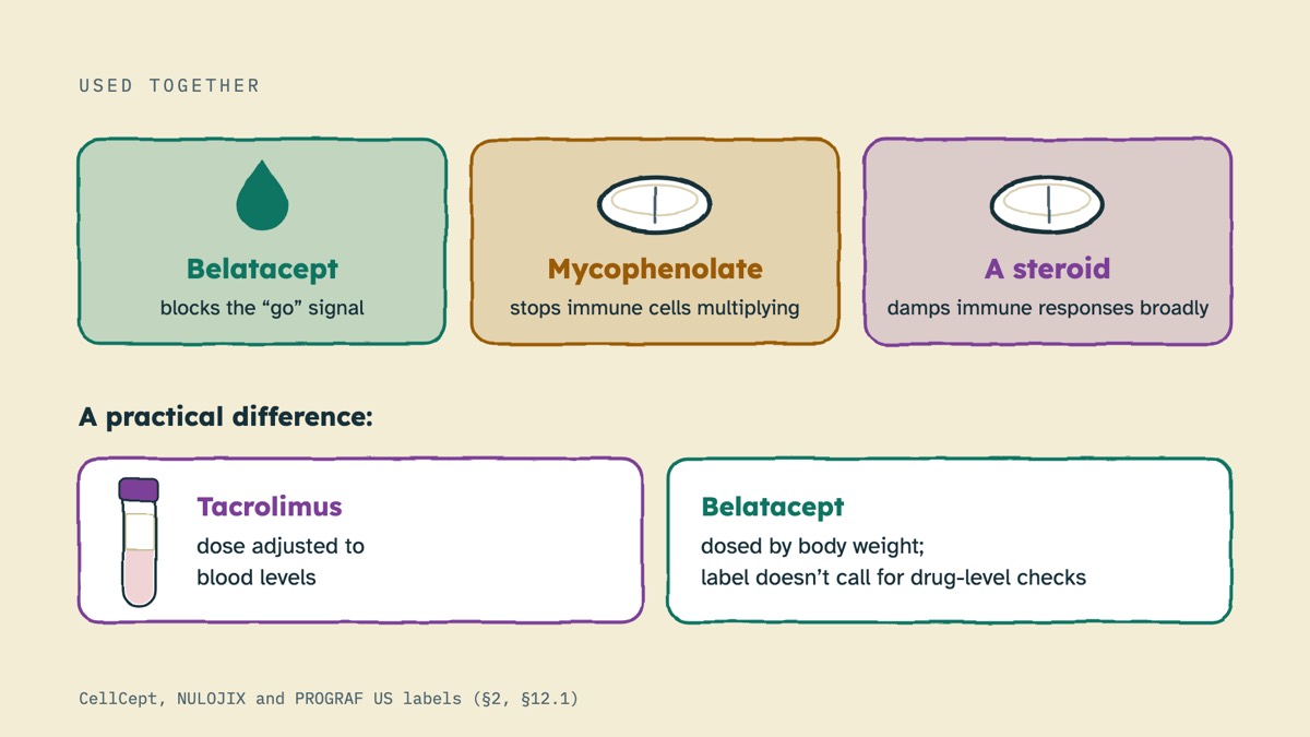 From the video: USED TOGETHER, Belatacept, blocks the “go” signal, Mycophenolate, stops immune cells multiplying, A steroid, damps immune responses broadly, A practical difference:, Tacrolimus, dose adjusted to, blood levels, Belatacept, dosed by body weight;, label doesn’t call for drug-level checks