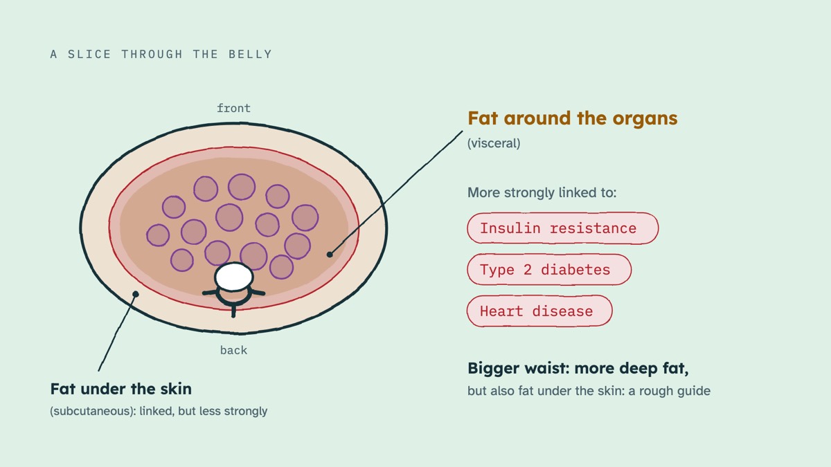 From the video: A SLICE THROUGH THE BELLY, front, back, Fat under the skin, (subcutaneous): linked, but less strongly, Fat around the organs, (visceral), More strongly linked to:, Insulin resistance, Type 2 diabetes, Heart disease, Bigger waist: more deep fat,, but also fat under the skin: a rough guide