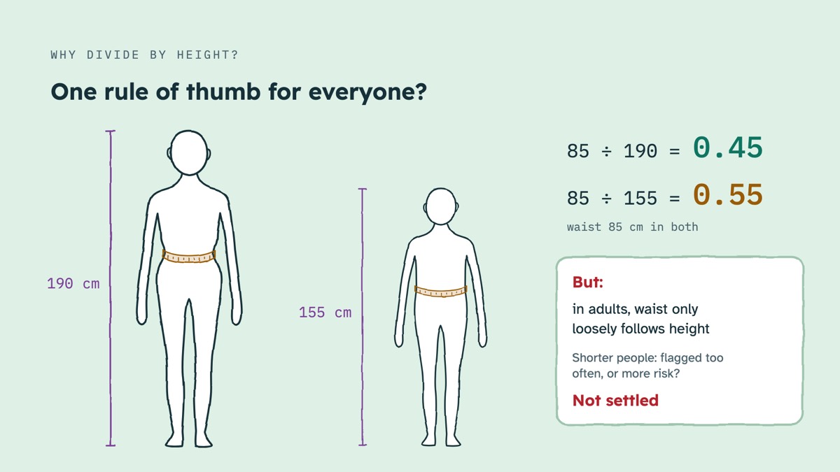 From the video: WHY DIVIDE BY HEIGHT?, One rule of thumb for everyone?, 190 cm, 155 cm, 85 ÷ 190 =, 0.45, 85 ÷ 155 =, 0.55, waist 85 cm in both, But:, in adults, waist only, loosely follows height, Shorter people: flagged too, often, or more risk?