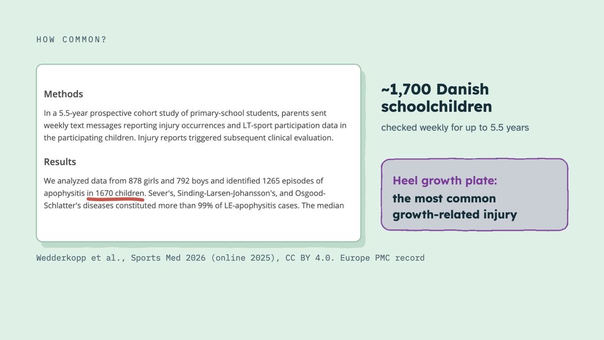 From the video: HOW COMMON?, Wedderkopp et al., Sports Med 2026 (online 2025), CC BY 4.0. Europe PMC record, ~1,700 Danish, schoolchildren, checked weekly for up to 5.5 years, Heel growth plate:, the most common, growth-related injury