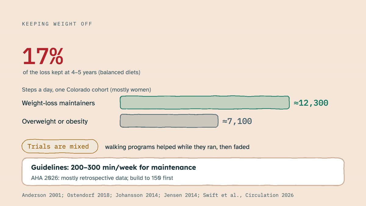 From the video: KEEPING WEIGHT OFF, 17%, of the loss kept at 4–5 years (balanced diets), Steps a day, one Colorado cohort (mostly women), Weight-loss maintainers, ≈12,300, Overweight or obesity, ≈7,100, Trials: helped while programs ran, faded after, Guidelines: 200–300 min/week for maintenance, AHA 2026: mostly retros