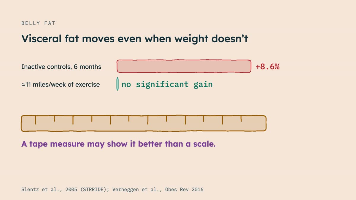 From the video: BELLY FAT, Visceral fat moves even when weight doesn’t, Inactive controls, 6 months, +8.6%, ≈11 miles/week of exercise, no significant gain, A tape measure may show it better than a scale., Slentz et al., 2005 (STRRIDE); Verheggen et al., Obes Rev 2016