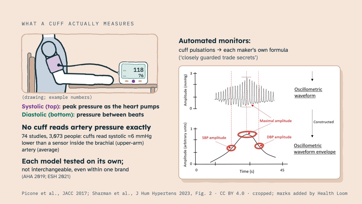 From the video: WHAT A CUFF ACTUALLY MEASURES, SYS, DIA, 118, 76, (drawing; example numbers), Systolic (top):, peak pressure as the heart pumps, Diastolic (bottom):, pressure between beats, No cuff reads artery pressure exactly, 74 studies, 3,073 people: cuffs read systolic ≈6 mmHg, lower than a sensor inside the brach
