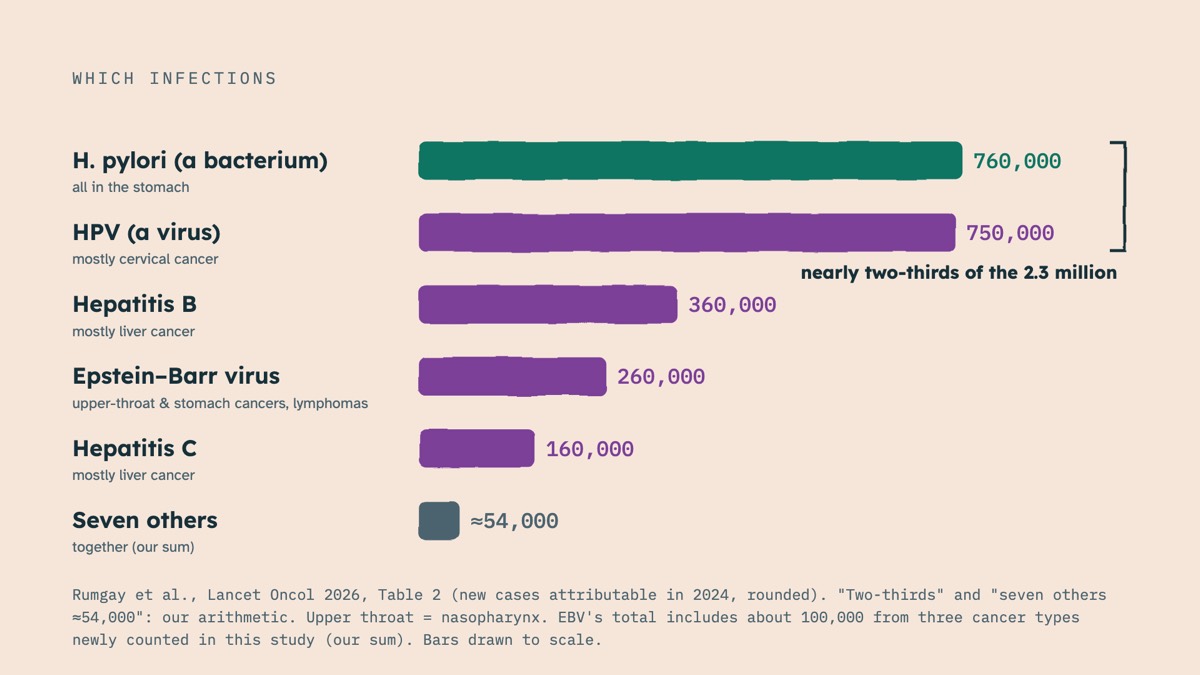 From the video: WHICH INFECTIONS, H. pylori (a bacterium), 760,000, all in the stomach, HPV (a virus), 750,000, mostly cervical cancer, Hepatitis B, 360,000, mostly liver cancer, Epstein–Barr virus, 260,000, upper-throat & stomach cancers, lymphomas, Hepatitis C