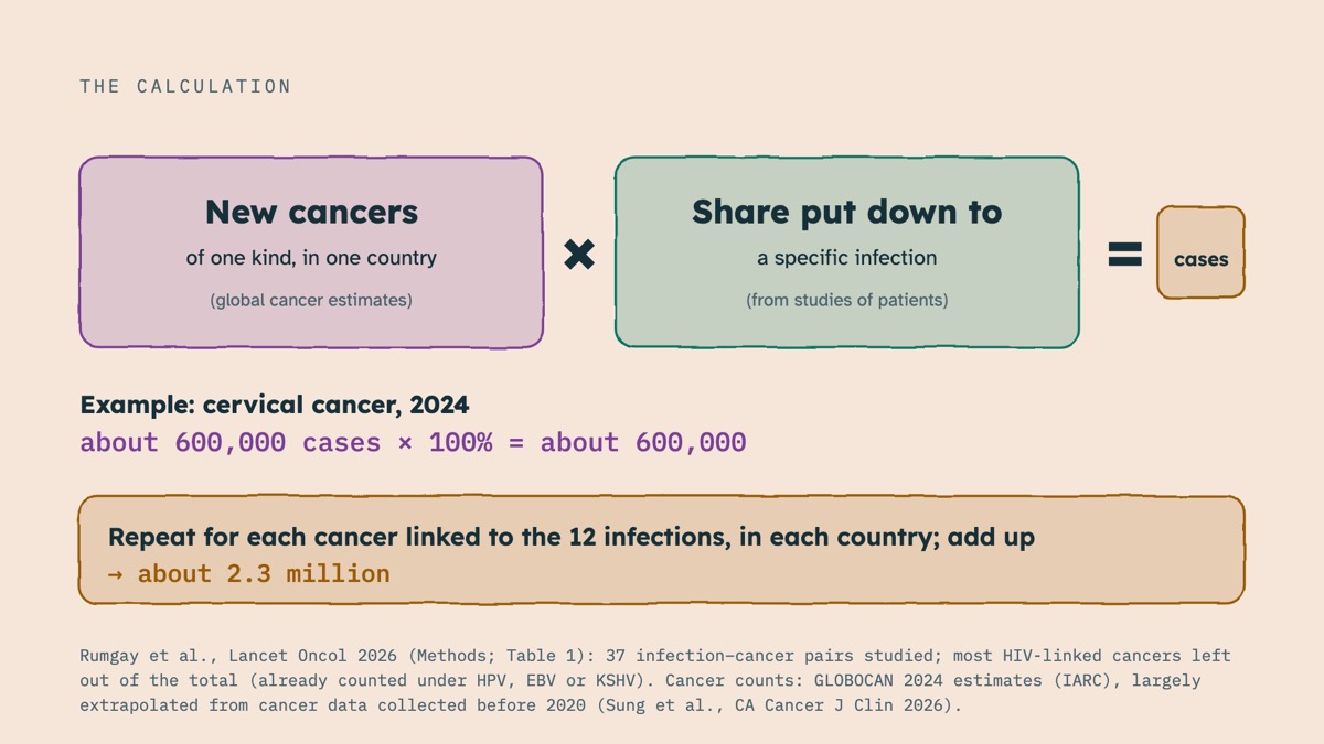 From the video: THE CALCULATION, New cancers, of one kind, in one country, (global cancer estimates), ×, Share put down to, a specific infection, (from studies of patients), =, cases, Example: cervical cancer, 2024, about 600,000 cases  ×  100%  =  about 600,000, Repeat for each cancer linked to the 12 infections, in e