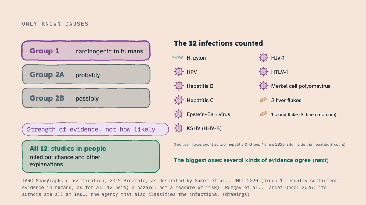 From the video: ONLY KNOWN CAUSES, Group 1, carcinogenic to humans, Group 2A, probably, Group 2B, possibly, Strength of evidence, not how likely, The 12 infections counted, H. pylori, HPV, Hepatitis B, Hepatitis C, Epstein–Barr virus