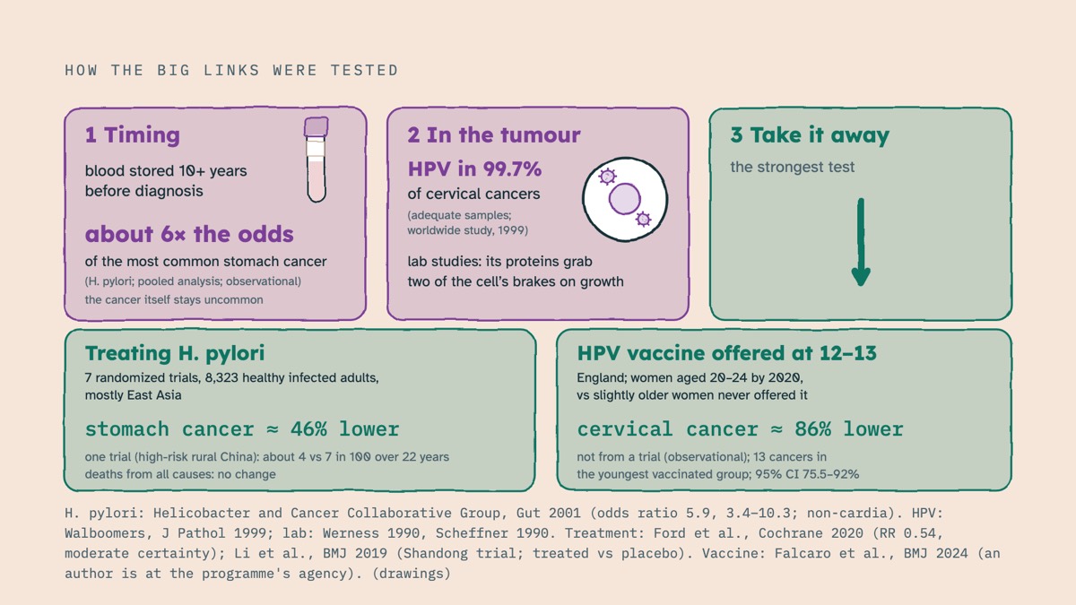 From the video: HOW THE BIG LINKS WERE TESTED, 1  Timing, blood stored 10+ years, before diagnosis, about 6× the odds, of the most common stomach cancer, (H. pylori; pooled analysis; observational), the cancer itself stays uncommon, 2  In the tumour, HPV in 99.7%, of cervical cancers, (adequate samples;, worldwide stud