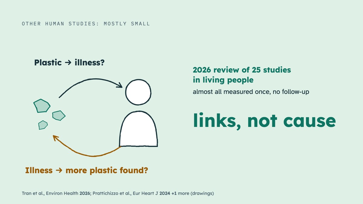 From the video: OTHER HUMAN STUDIES: MOSTLY SMALL, Plastic  →  illness?, Illness  →  more plastic found?, 2026 review of 25 studies, in living people, almost all measured once, no follow-up, links, not cause, Tran et al., Environ Health 2026; Prattichizzo et al., Eur Heart J 2024 +1 more (drawings)