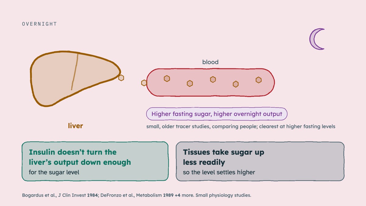 From the video: OVERNIGHT, liver, blood, Insulin doesn’t turn the, liver’s output down enough, for the sugar level, Tissues take sugar up, less readily, so the level settles higher, Higher fasting sugar, higher overnight output, small, older tracer studies, comparing people; clearest at higher fasting levels, Bogardus 