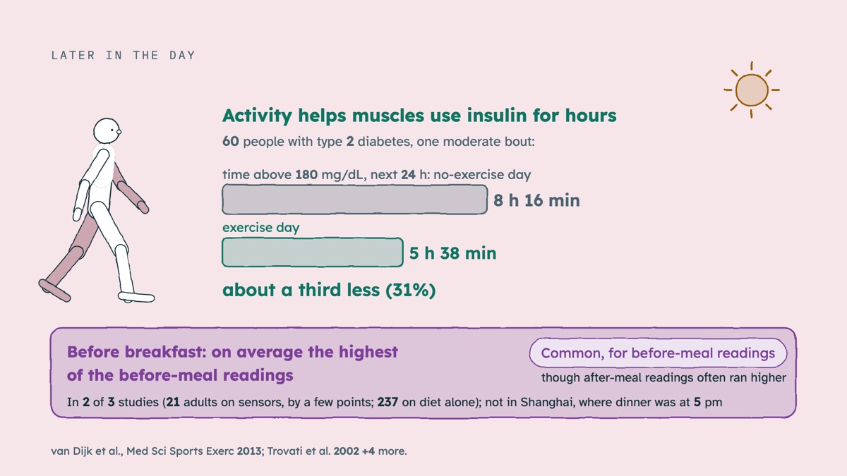 From the video: LATER IN THE DAY, Activity helps muscles use insulin for hours, 60 people with type 2 diabetes, one moderate bout:, time above 180 mg/dL, next 24 h: no-exercise day, 8 h 16 min, exercise day, 5 h 38 min, about a third less (31%), Before breakfast: on average the highest, of the before-meal readings, In 