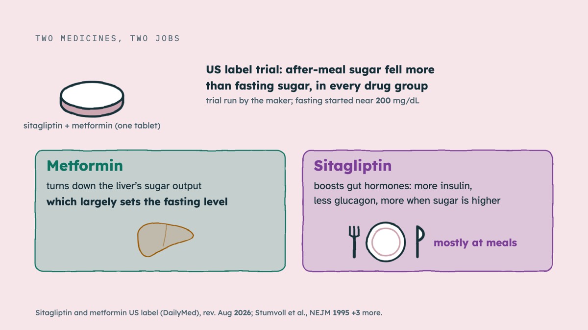 From the video: TWO MEDICINES, TWO JOBS, sitagliptin + metformin (one tablet), Metformin, turns down the liver’s sugar output, which largely sets the fasting level, Sitagliptin, boosts gut hormones: more insulin,, less glucagon, more when sugar is higher, mostly at meals, US label trial: after-meal sugar fell more, tha