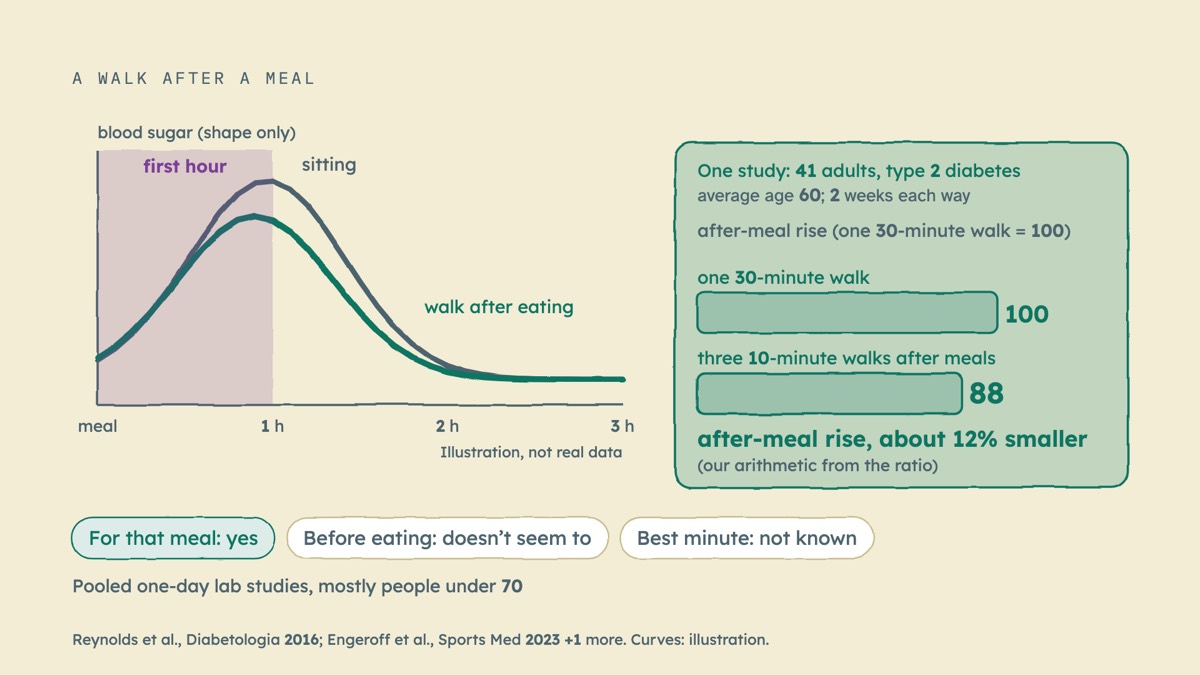 From the video: A WALK AFTER A MEAL, meal, 1 h, 2 h, 3 h, blood sugar (shape only), sitting, walk after eating, first hour, Illustration, not real data, One study: 41 adults, type 2 diabetes, average age 60; 2 weeks each way, after-meal rise (one 30-minute walk = 100), one 30-minute walk