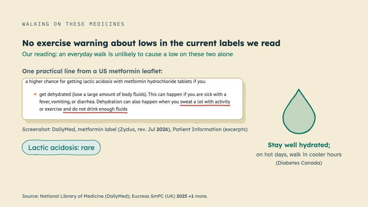From the video: WALKING ON THESE MEDICINES, No exercise warning about lows in the current labels we read, Our reading: an everyday walk is unlikely to cause a low on these two alone, One practical line from a US metformin leaflet:, Screenshot: DailyMed, metformin label (Zydus, rev. Jul 2026), Patient Information (excer