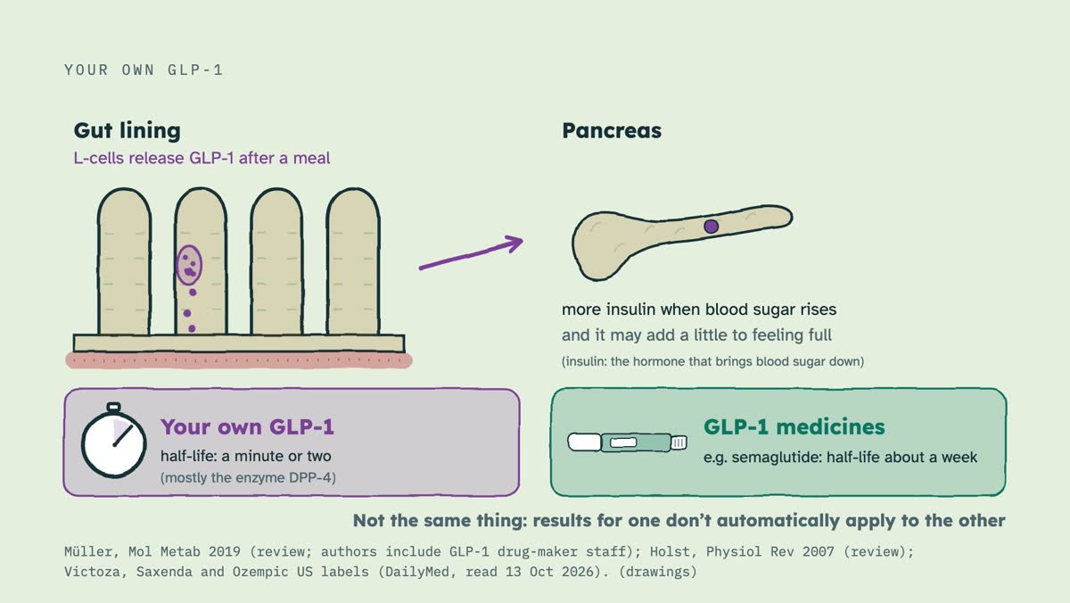 From the video: YOUR OWN GLP-1, Gut lining, L-cells release GLP-1 after a meal, Pancreas, more insulin when blood sugar rises, and it may add a little to feeling full, (insulin: the hormone that brings blood sugar down), Your own GLP-1, half-life: a minute or two, (mostly the enzyme DPP-4), GLP-1 medicines, e.g. semagl
