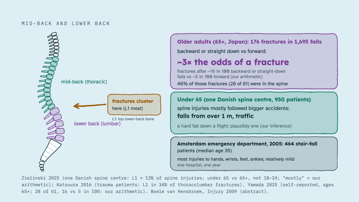 From the video: MID-BACK AND LOWER BACK, mid-back (thoracic), lower back (lumbar), fractures cluster, here (L1 most), L1: top lower-back bone, Older adults (65+, Japan): 176 fractures in 1,695 falls, backward or straight down vs forward:, ~3× the odds of a fracture, fractures after ~16 in 100 backward or straight-down,