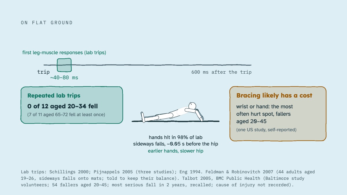 From the video: ON FLAT GROUND, trip, first leg-muscle responses (lab trips), ~40–80 ms, 600 ms after the trip, Repeated lab trips, 0 of 12 aged 20–34 fell, (7 of 11 aged 65–72 fell at least once), hands hit in 98% of lab, sideways falls, ~0.05 s before the hip, earlier hands, slower hip, Bracing likely has a cost, wri