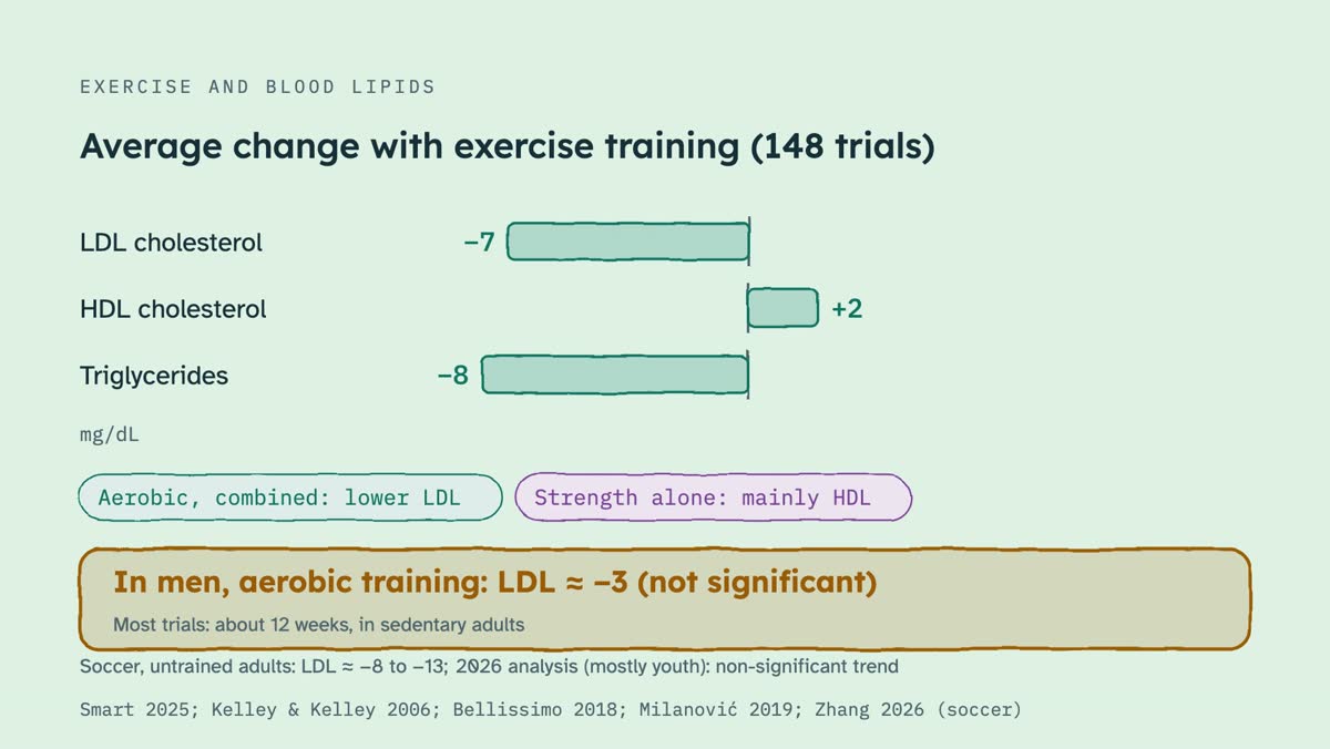 From the video: EXERCISE AND BLOOD LIPIDS, Average change with exercise training (148 trials), LDL cholesterol, −7, HDL cholesterol, +2, Triglycerides, −8, mg/dL, Aerobic, combined: lower LDL, Strength alone: mainly HDL, In men, aerobic training: LDL ≈ −3 (not significant), Most trials: about 12 weeks, in sedentary adu